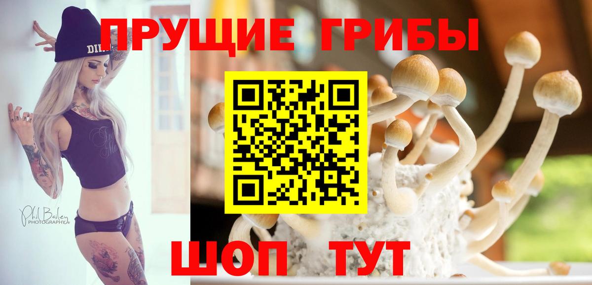 Дзержинский  Галлюциногенные грибы Psilocybine cubensis  Вход с VPN 